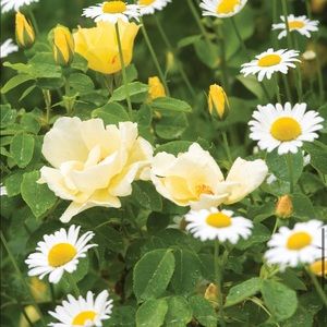 Meet your Posher, Mary